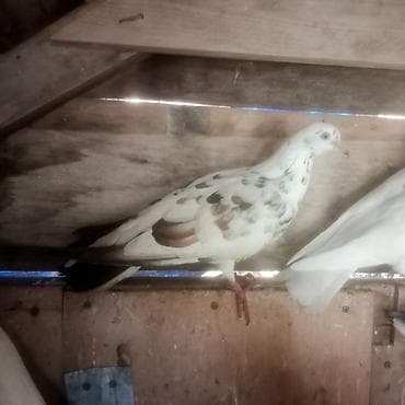 bildircin quşu: Enli quyruq çiler uzun quşlardi hazir cütduler bala veren quslardi — 4