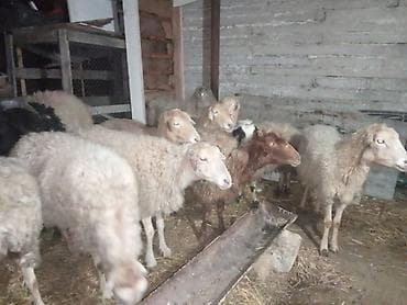 romanov qoyunu satilir: Qoyun sürüsü – ət və yun istiqaməti - Növ: qarışıq rəngli yerli — 5