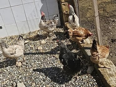 ördək balası və cücə: Toyuq, Yumurtalıq — 2