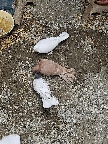 ağ göyərçin: Salam. 4 dənə göyərçindi tam sağlamdılar heçbir xəsdəlikləri yoxdur — 3