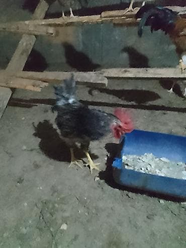 toyuq cuce: Məhsul: Ev təsərrüfatı üçün xoruzlar Təsvir: - Fərqli rəng və — 2