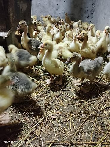 Quşlar: Dişi, | Linda, Ətlik, Ünvandan götürmə — 2