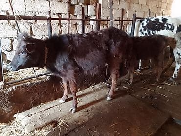 erkek dana satilir: İki eded dişi dana 3 ve 5 aylig Danalardi Ot yem yiyir Kiçik 600 e — 2