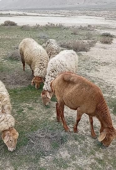xacmaz qoyun: Salam 15 qoyun du boğazdlar yaşddlar 140 dan 180 manata kimi tək-tək — 2