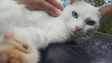 Pişiklər: Rus mavi, Erkək, Yaxşı əllərə — 3