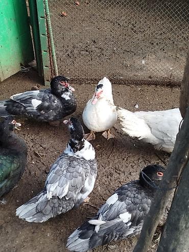 ördeyler: Lal ördəklər satilir 15 20 ədəd var yumurtluyurlar erkəklər 30 35 — 3