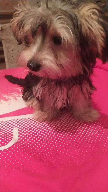 Salam York cinsli satılır 5 ayı apreldə olacağ Yumşaq tüklü, kiçik