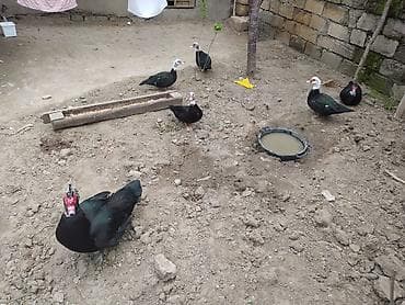 Erkək, | Lal ördək, Damazlıq