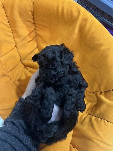 it satisi balaca: Pudel, 1 ay — 8