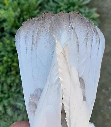 padnoska: 2 dene tutulma 1 i 5manat real alici vatsapa yazar vidyosunu ataram — 2