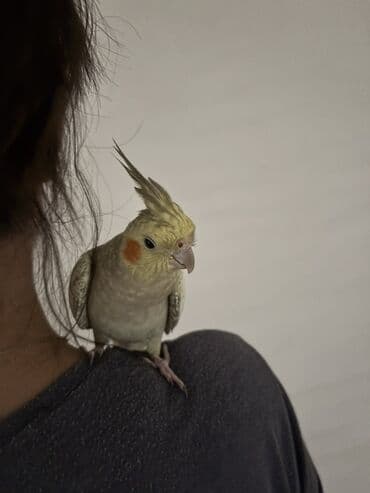 сетка для клетки попугая: Sarı və boz rənglərdə olan bu nimf tutuquşusu, parlaq narıncı yanaq — 4