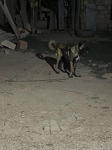 balaca ag itler: Kanqal, 5 ay, Dişi — 5
