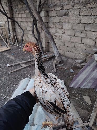 Другие с/х животные: Куриные цыплята, Для разведения — 6