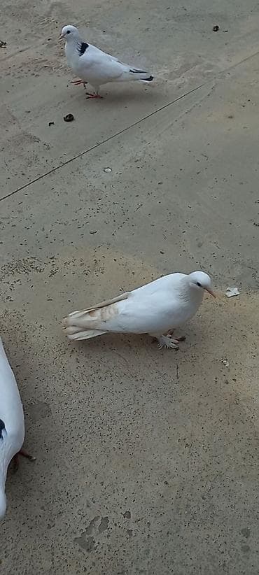 K/t heyvanları və malları: Cutduler 50 manata cutu — 3