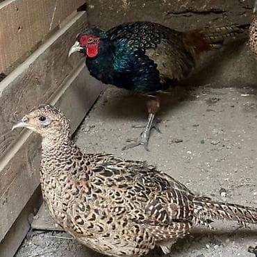 Məhsul: Qırqovul (dişi və erkək) Təsvir: - Təsərrüfatda bəslənən — 1