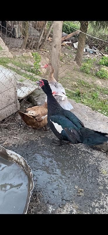 ev pişiyi qiyməti: Təmiz qan zümrüd erkəy mirvari fərə krasnadar fərə yumurtaya — 1