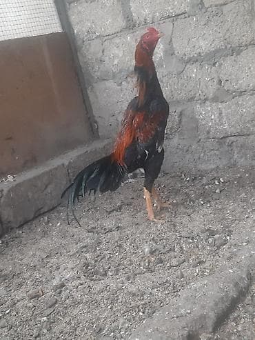 heyvanlar: Salam heyrati tam saqlam heyvandir 10 ayliqdir turk sortudur. whatcap — 3