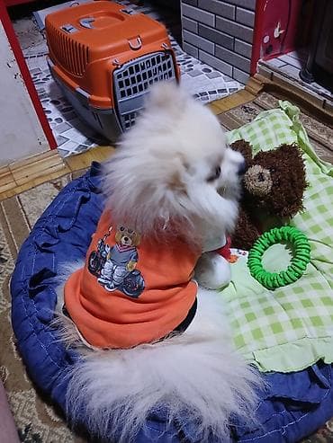 holstein inek satilir: Şpitz, 1 il, Erkek, Ünvandan götürmə — 2