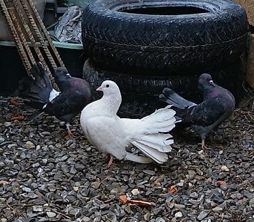 anqora pisik satilir: Salam. Heyvanlar satilir. tam saglam heyvanlardi. pavlinler baslari — 4