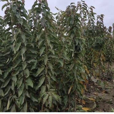 продам ворота бу: 🌳Her nov agaclarin satisi.🌳 Təsvir: Alverci deyilem sahibkaram ahaclar — 6