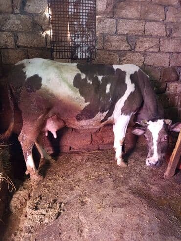 FAW: 15. 16 letir sudu var — 1