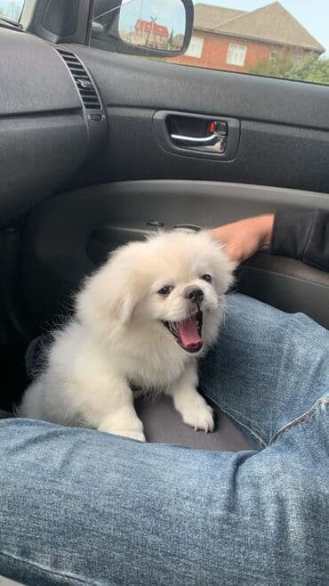 pekines balalari: Pekines, 6 ay, Erkek, Ünvandan götürmə — 2