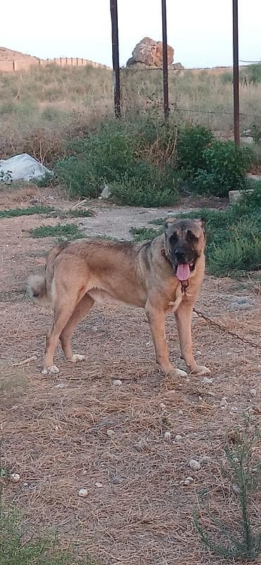 cücə satışı: Кангал, 2 года, Самец, С прививками, Платная доставка — 9