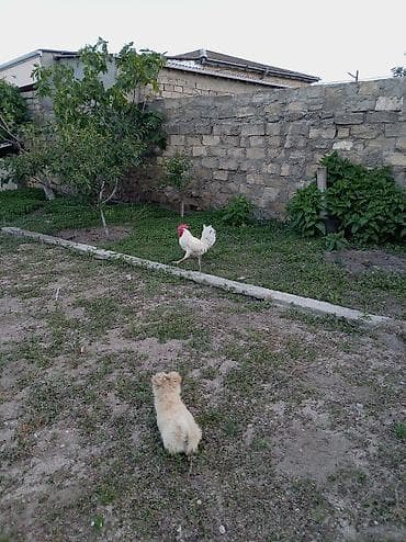 it satilir: Salam xoruz və ördək lər satılır hamısı 60 manatdır xoruz 8 ay — 3