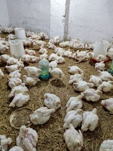 домики для хомяков: Toyuq cücələri, Ətlik — 2