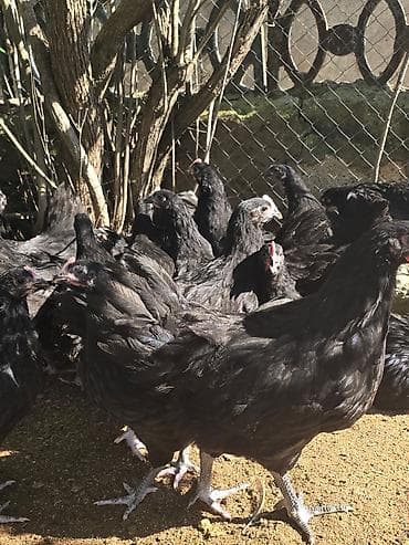 🐓 Satılır – 2 Aylıq Təmiz Qan Avstrolop Cücələri 95 ədəd sağlam və — 3