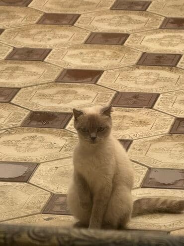 pişiklər ucuz: Britan — 4