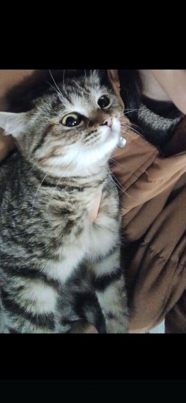 qax heyvanlar: Tabbi — 2