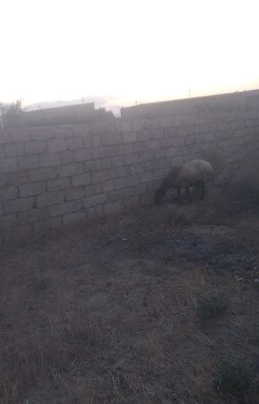 Qoyunlar, qoçlar: Qala cinsi 2 Baş heyvan cütü 1000 manat reyal insan narahat etsin — 2