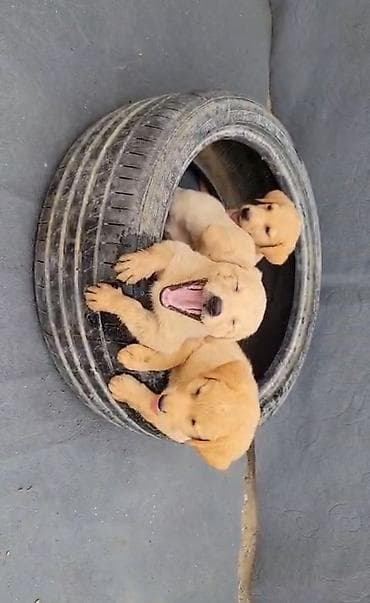 labrador satisi: Labrador-retriver, 2 ay, Peyvəndli, Ünvandan götürmə — 8