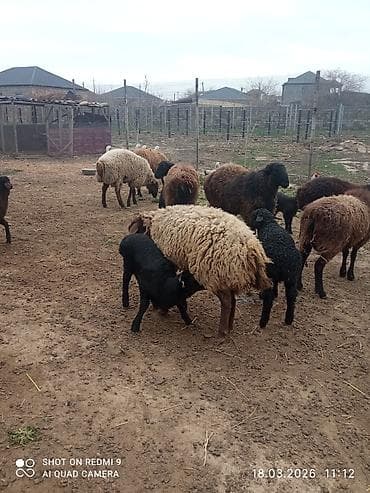 it yem: 5 can birinci ikinci qarına olan quzulu və iki yaş yarımlıq qoç — 5