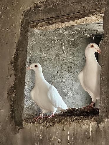 goyercin satışı: Drakonlar Erkey maya hazir cütdüler real alanar buyursun ünvan Ramani — 2