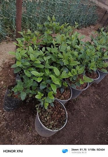 şeki: Məhsul: dekorativ kollar üçün əkilmiş fidanlar (qablarda) Təsvir: - — 1