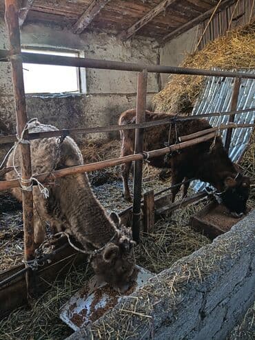 cücə və xoruz: Biri erkey biri disi yani balali mal ile barter olunur bogazda olsa — 2