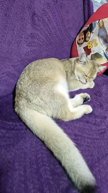 it balaları: Britan — 4