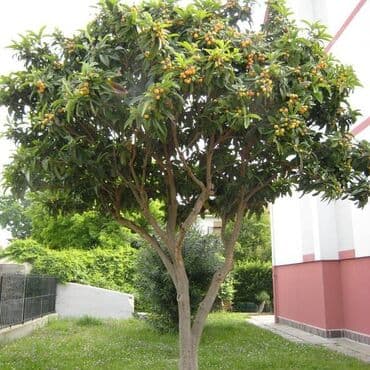 uzum tingləri: Yapon əzgili Yapon ezgili demək olar hər ölçüdə var. 5 sm 15 sm 30 sm — 3