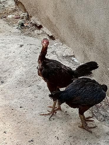 Toyuq cücələri, Damazlıq