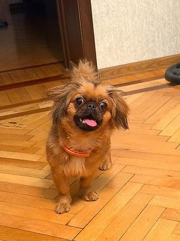 İtlər: Pekines, 6 ay, Dişi, Peyvəndli — 1