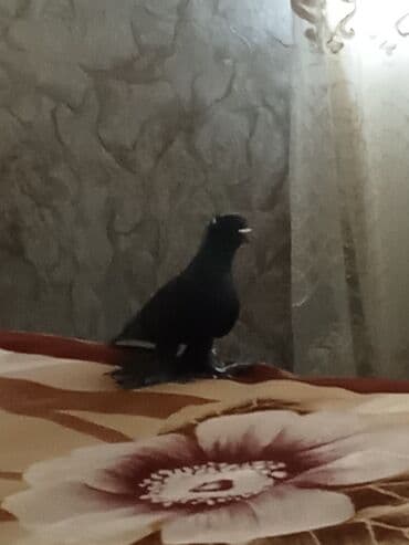 en iri it cinsi: Qara rəngli ev göyərçini - Rəng: dərin qara, boyun hissəsində — 1