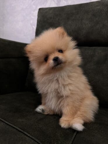 отдам хаски в добрые руки: Pomeranian (Spitz) balası - Rəng: krem/şam rəngi - İncə, yumşaq — 2