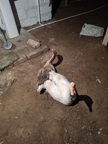 Гуси: Самец, Для разведения, Платная доставка — 2