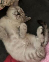 İtlər: Dişi, Yaxşı əllərə, Ödənişli çatdırılma — 3