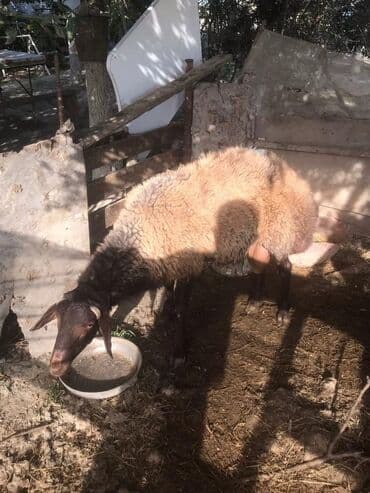 электрическая машинка для стрижки овец: Cavan damazlıq Qala qoçudu — 3