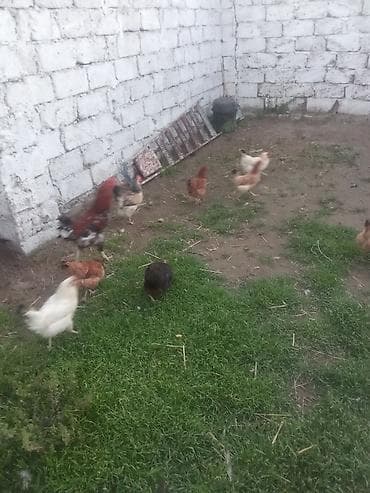 toyuq ayağı: Toyuq, Yumurtalıq — 2