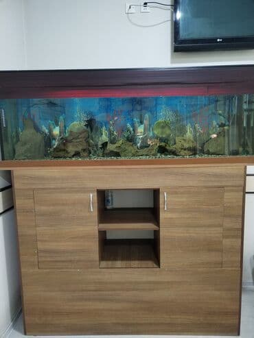 аквариум без рыб: Dördbucaq akvarium, Boş, 500 l, Ünvandan götürmə — 3