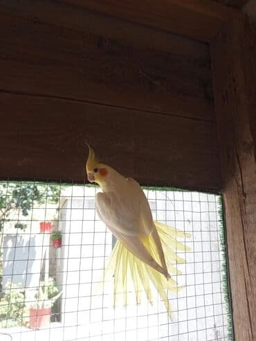 dovşan qəfəsi: Qəfəslər quşlar — 21